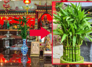 Wealthy Individuals and the Lucky Bamboo: Unraveling the Ancient Feng Shui Symbolism.