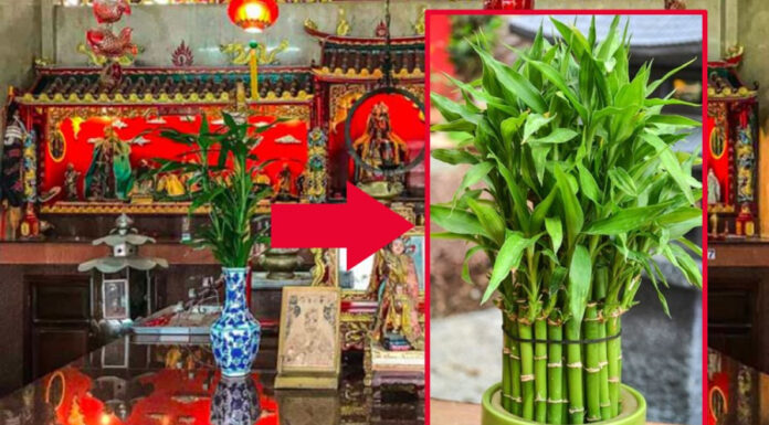 Wealthy Individuals and the Lucky Bamboo: Unraveling the Ancient Feng Shui Symbolism.