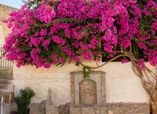 What Zodiac Signs Are Best Suited for Growing Bougainvillea?