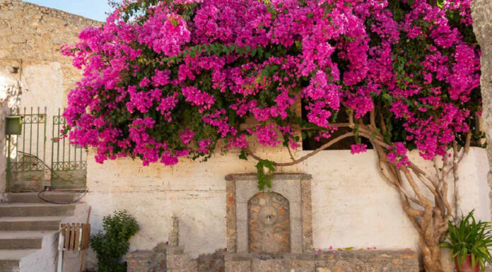 What Zodiac Signs Are Best Suited for Growing Bougainvillea?