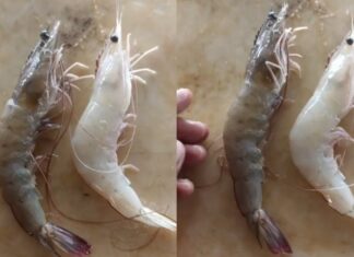 “How to Tell the Difference Between Wild and Farmed Shrimp”