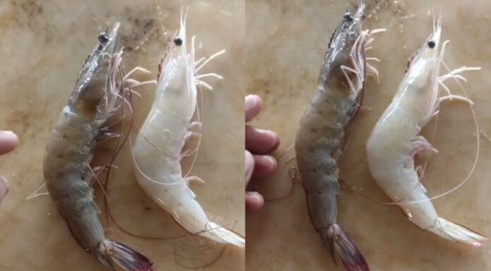“How to Tell the Difference Between Wild and Farmed Shrimp”