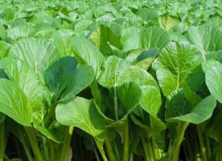 The Easiest Vegetables to Grow at Home This Winter