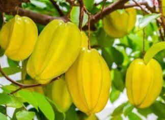 The Money Tree: How a Simple Plum Tree Can Attract Wealth and Prosperity