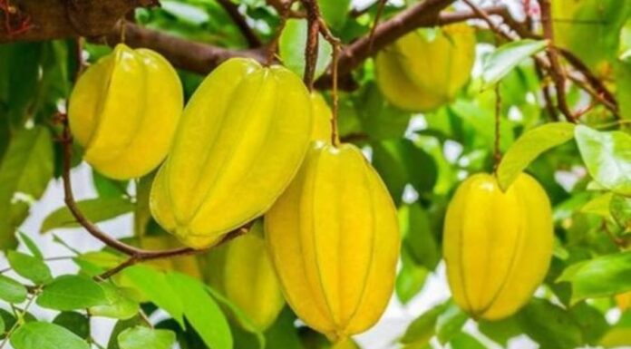 The Money Tree: How a Simple Plum Tree Can Attract Wealth and Prosperity