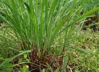 Why Do Snakes Fear the Snake Plant? 4 Plants That Are a Serpent’s Nightmare.