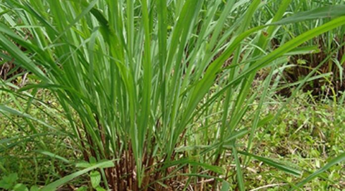 Why Do Snakes Fear the Snake Plant? 4 Plants That Are a Serpent’s Nightmare.