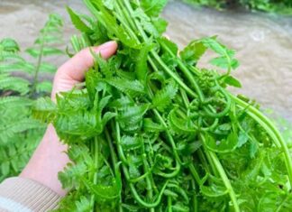 The Wild Side of Delicacies: Foraging for Forest Vegetables, a Luxury at 100,000 VND per kg.