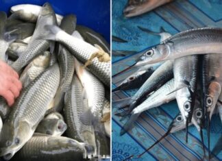 The Ultimate Guide to Fish Cleaning: A Refreshing Twist to Remove that Fishy Odor