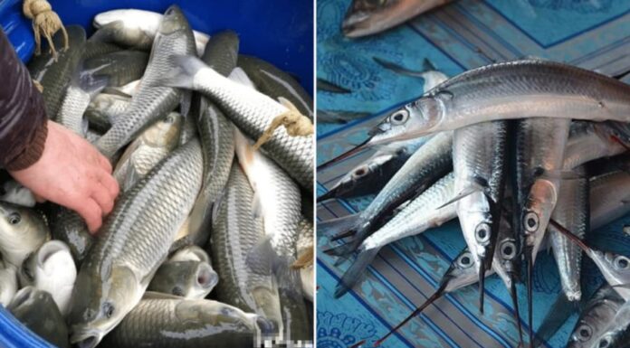 The Ultimate Guide to Fish Cleaning: A Refreshing Twist to Remove that Fishy Odor