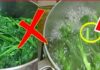 Deadly Mistakes When Boiling Water Spinach: Why Your Spinach Turns Black and Loses All Its Nutrition