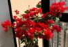 The Ultimate Guide to Growing Bougainvillea: My 2-Year Journey and Why I Regret It