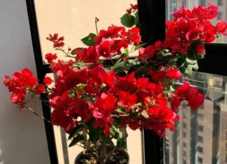 The Ultimate Guide to Growing Bougainvillea: My 2-Year Journey and Why I Regret It