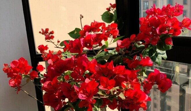 The Ultimate Guide to Growing Bougainvillea: My 2-Year Journey and Why I Regret It