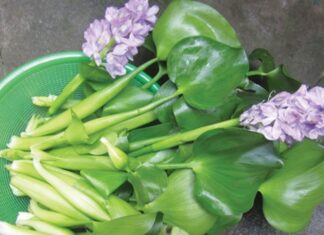 Wild Weeds: From Ancient Pest to Modern Delicacy – A Tasty, Crisp, and Refreshing Salad Treat