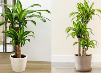 What Zodiac Signs Are Best Suited for Growing Jade Plants?