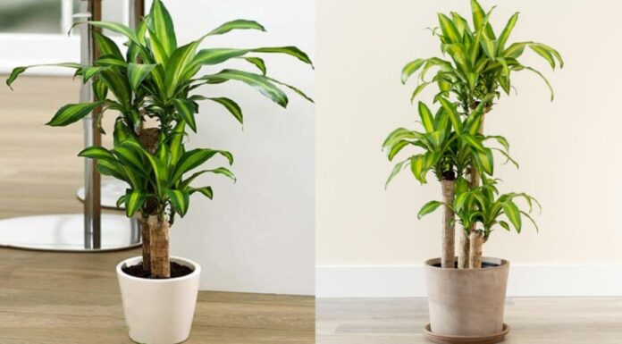 What Zodiac Signs Are Best Suited for Growing Jade Plants?