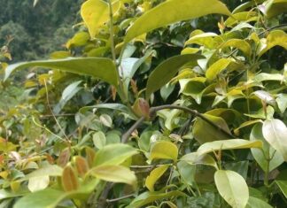 The Tasty Wildness of Water Buffalo and Giang Leaves: A Culinary Adventure