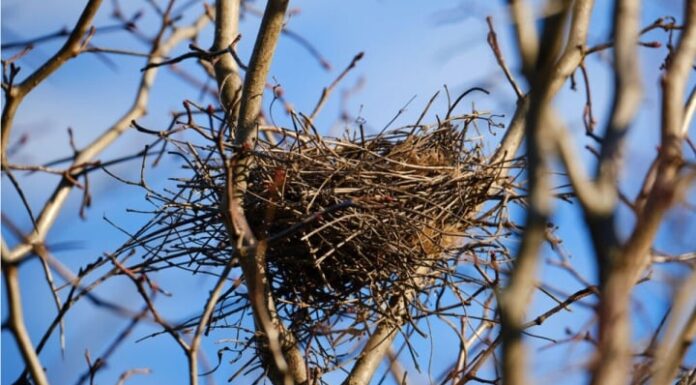 The Nest: A Haven in the Storm