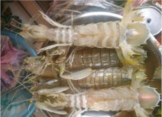 The Ultimate Guide to Choosing Fresh and Meaty Shrimp: Secrets from the Coast