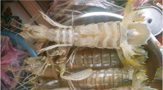 The Ultimate Guide to Choosing Fresh and Meaty Shrimp: Secrets from the Coast