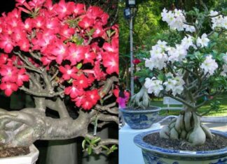 The Magic of Planting Frangipani Trees: Unlocking Prosperity and a Blooming Fortune