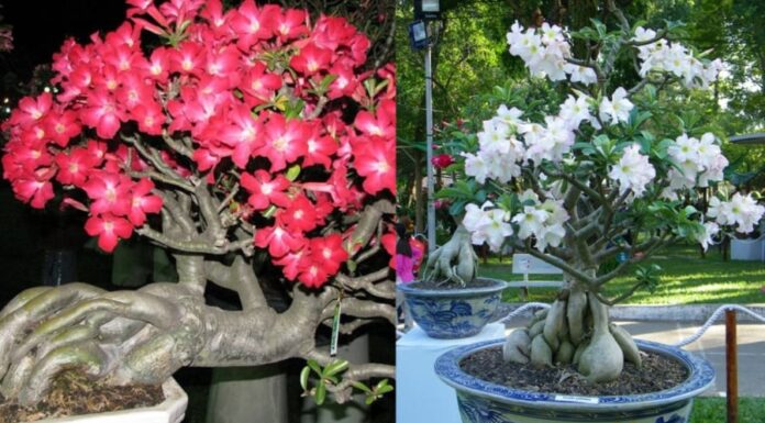 The Magic of Planting Frangipani Trees: Unlocking Prosperity and a Blooming Fortune