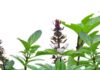 Feng Shui Master’s Advice: Growing Basil in Your Home for Health and Wealth? Unveiling the True Significance of This Herb.