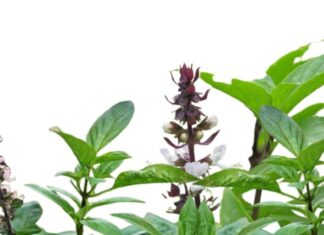 Feng Shui Master’s Advice: Growing Basil in Your Home for Health and Wealth? Unveiling the True Significance of This Herb.