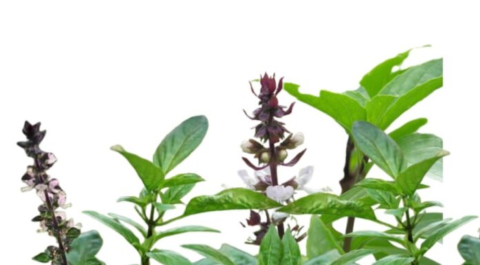 Feng Shui Master’s Advice: Growing Basil in Your Home for Health and Wealth? Unveiling the True Significance of This Herb.
