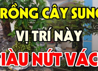 “The Fig Tree’s Fortune: Unveiling the Path to Prosperity for Generations”