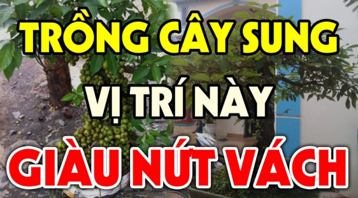 “The Fig Tree’s Fortune: Unveiling the Path to Prosperity for Generations”