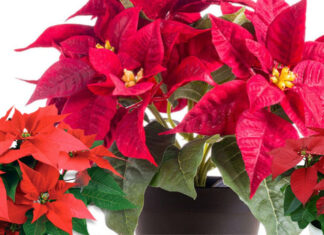 The True Meaning of the ‘Tree of Academic Excellence’: Superstition or a Warning Sign?