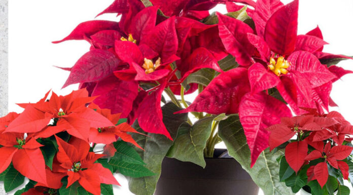 The True Meaning of the ‘Tree of Academic Excellence’: Superstition or a Warning Sign?