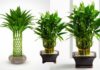 The Feng Shui Master’s Tip: Planting Bamboo for Ultimate Wealth.