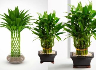 The Feng Shui Master’s Tip: Planting Bamboo for Ultimate Wealth.