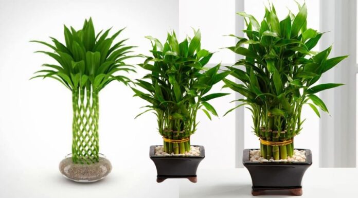 The Feng Shui Master’s Tip: Planting Bamboo for Ultimate Wealth.