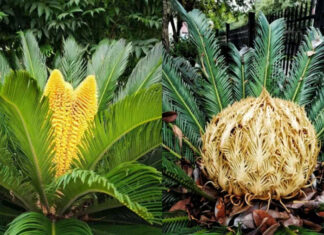 Title: Unlocking the Secrets of Fortune: The Significance of Planting Agave Plants at the Front Doorstep
