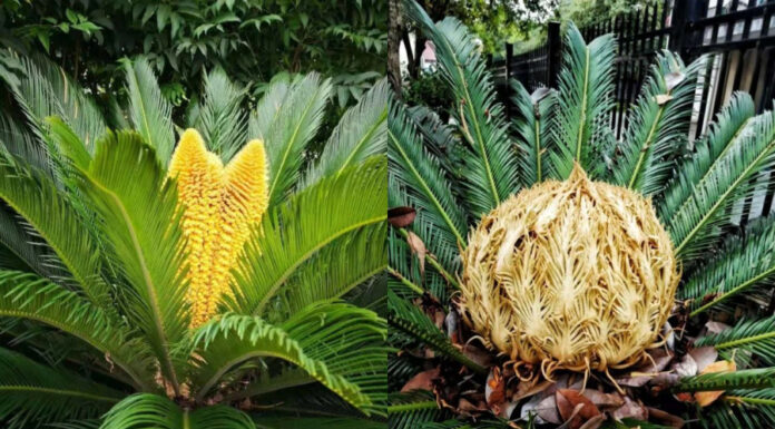 Title: Unlocking the Secrets of Fortune: The Significance of Planting Agave Plants at the Front Doorstep