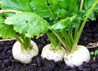 8 Vegetables to Grow at Home as the Weather Turns Cool