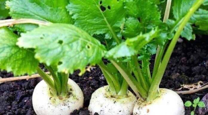 8 Vegetables to Grow at Home as the Weather Turns Cool