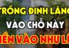 The Power of the Dinh Lang Plant: Inviting Prosperity and Protection.