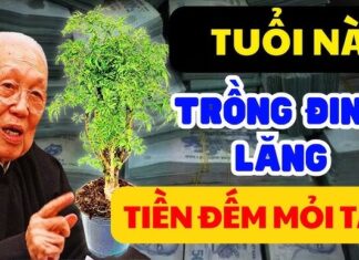 “The Power Plant: Unlocking Prosperity with the Mighty Dinh Lang Tree”