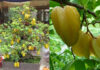 “The Carambola Tree: A Wealth-Attracting Symbol”