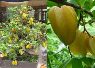 “The Carambola Tree: A Wealth-Attracting Symbol”