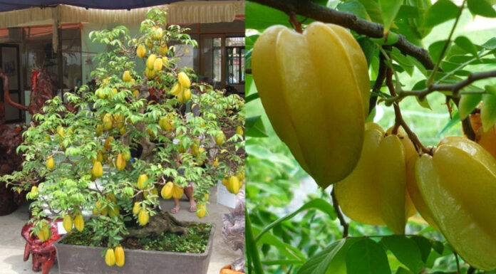 “The Carambola Tree: A Wealth-Attracting Symbol”