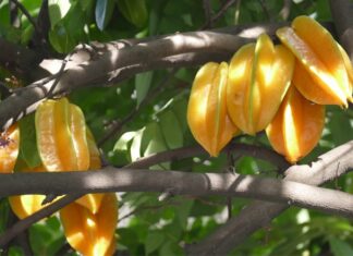 The Money Tree: Discover the Two Lucky Spots to Plant a Carambola Tree and Attract Wealth
