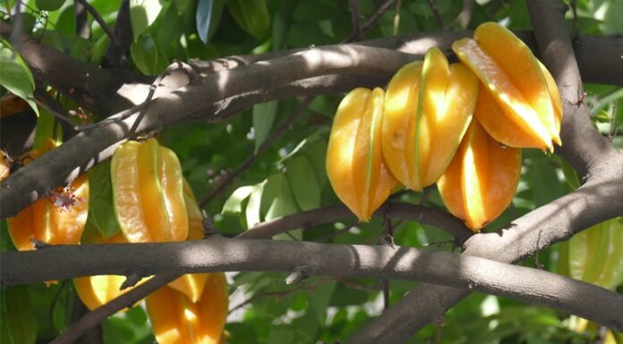 The Money Tree: Discover the Two Lucky Spots to Plant a Carambola Tree and Attract Wealth