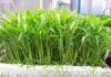 “Grow Water Spinach at Home with a Simple Container Garden: Enjoy Fresh, Healthy Veggies in No Time”