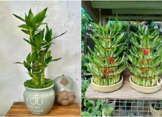The 9 Wealth-Attracting Plants for Your Home Altar: A Single Plant Can Bring Generational Wealth